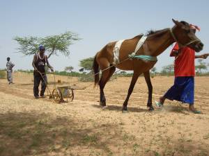 Agricultura familiar para la seguridad alimentaria en la región de Louga - Senegal
